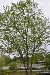 Betula nigra 'Cully'(HERITAGE) — photo 5
